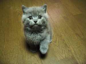 赤ちゃん時代のゴン太くん（写真はブリーダーさん提供）